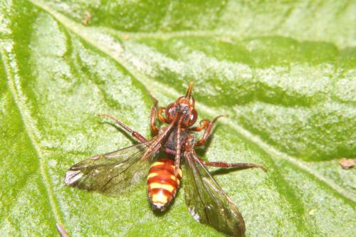 Réf. 316 145 : Nomada sp.